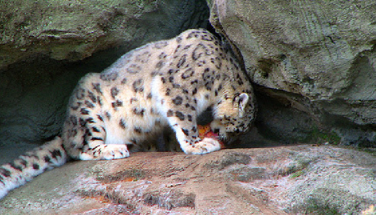 snow leopard in india,where to see snow leopards in india,best places to spot snow leopards,snow leopard sighting india,wildlife tourism in india,snow leopard habitat,hemis national park snow leopards,spiti valley snow leopard trek,best time to see snow leopards,endangered wildlife in india
