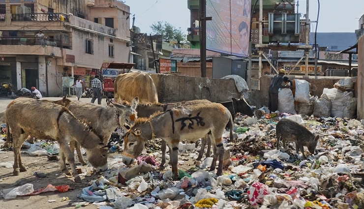 कचरे का ढेर बनता जा रहा जयपुर ग्रेटर, बंद पड़ा हैं डोर टू डोर कचरा संग्रहण का काम 