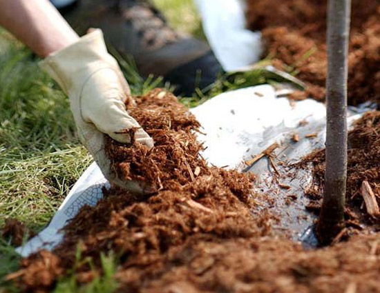 4 Ways To Make Your Garden Winter Ready