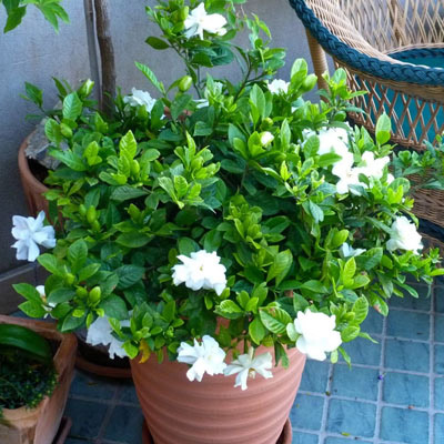 plants to keep in bedroom,plants for goo sleep,indoor plants,jasmine,lavender,snake plant,aloe vera,gardenia