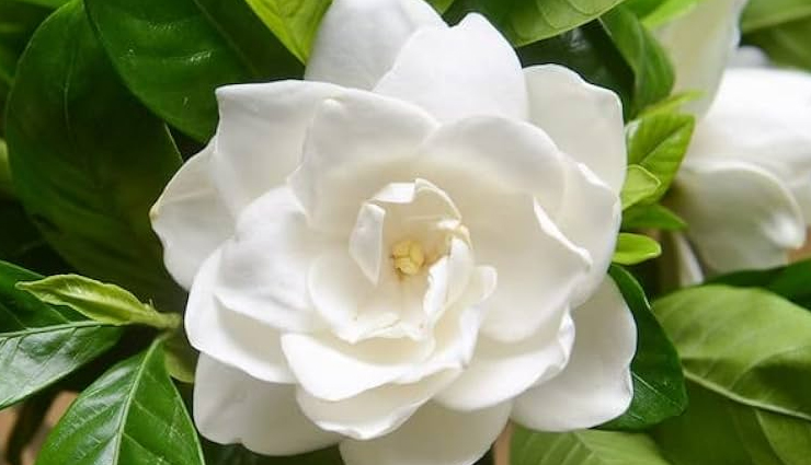 roses look-alike flowers,flowers similar to roses,rose-like blooms,dahlia vs. rose,peony and rose comparison,tulip vs. rose,carnation resembling rose,gardenia vs. rose,ranunculus and rose comparison,flowers with rose-like petals,rose-like blossoms,rosesque flowers,flowers that resemble roses,identifying flowers similar to roses,flowers that look like roses,rose-mimicking blooms,flowers often mistaken for roses,recognizing rose-like flowers,flowers with rose-like characteristics,floral varieties resembling roses