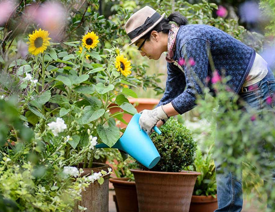 इन 5 तरीको से करे पेड़ पोधो की देखभाल
