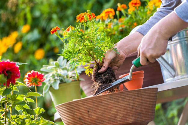 benefits of growing plants,gardening benefits,household tips