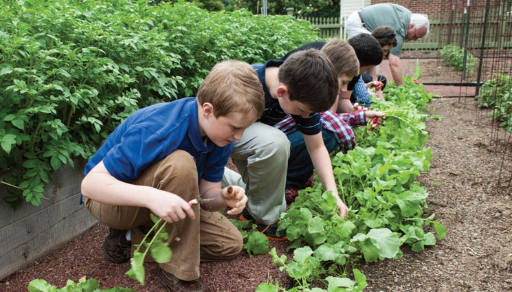 5 Amazing Benefits of Growing Plants at Home