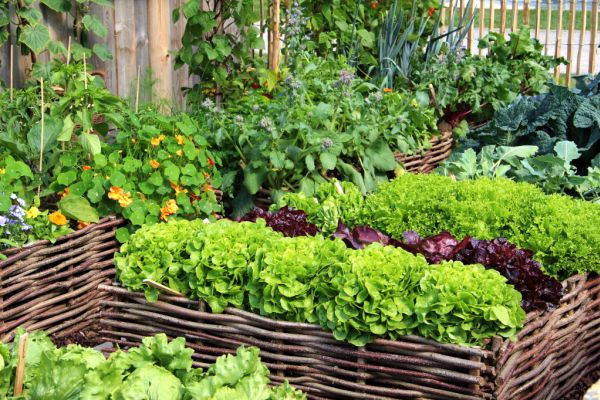 benefits of growing plants,gardening benefits,household tips