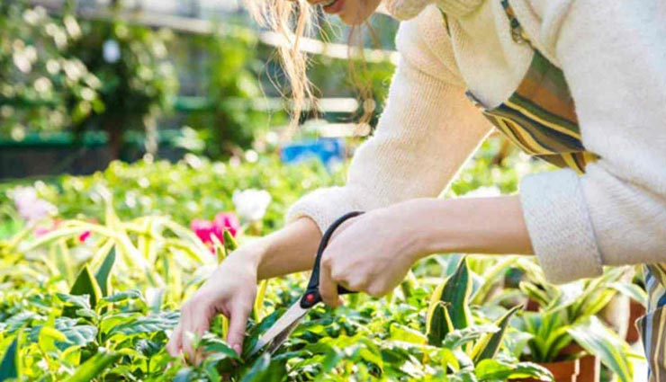 gardening tips,gardening tips in hindi,beautiful garden,caring tips of garden