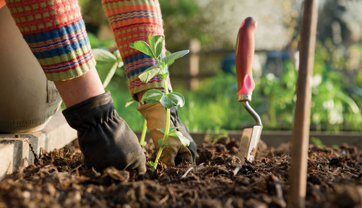 planting plants,plantation,planting plants will increase positive energy,household tips,home decor,gardening tips,house garden