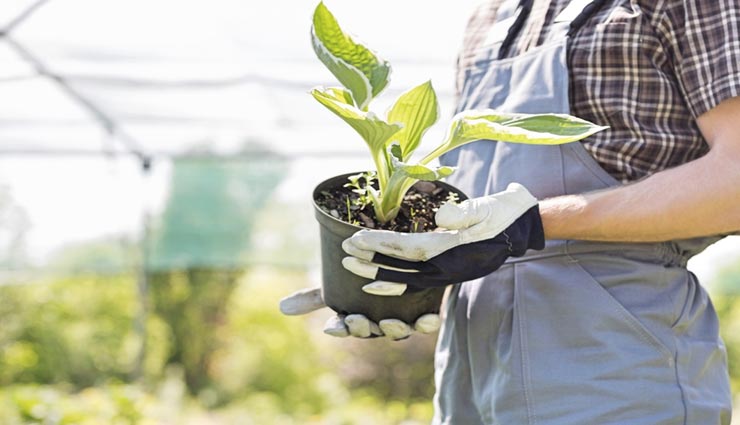 gardening tips,gardening tips in hindi,beautiful garden,caring tips of garden