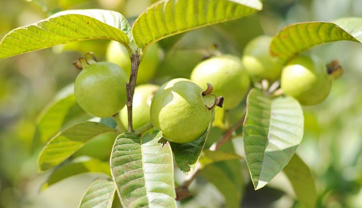 fruits of winters,winters,fruits,Apple,sweet potato,guava,pomegranate,grapes,oranges,Health,Health tips,healthy living