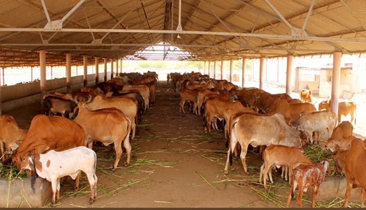 सिर्फ इन चीजों को देखने मात्र से ही मिल जाता है पुण्य 