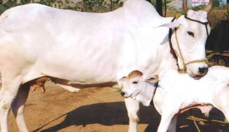 नागौर: नए साल पर गायों को खिलाएंगे ड्राई फ्रूट, सूखे मेवों से तैयार होगी स्पेशल लापसी 