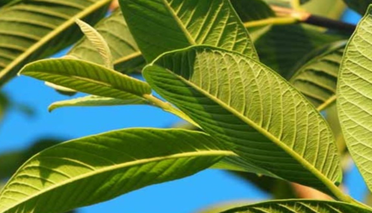 guava leaves,beauty benefits of guava leaves,beauty tips,skin care tips,hair care tips