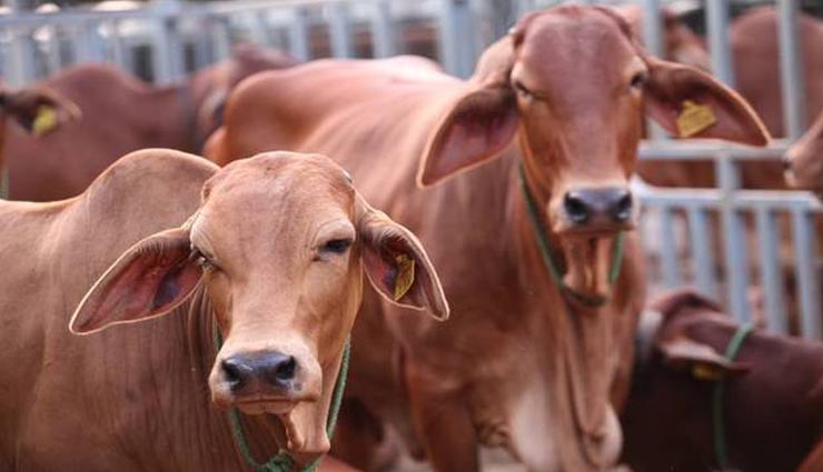 astrology,astrology related cow,astrology tips