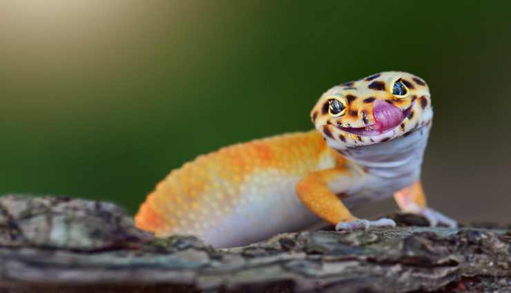 अनोखी छिपकली जिसकी कीमत हैं 40 लाख, इंसान की मर्दानगी से जुड़ा हैं इसका नाता 