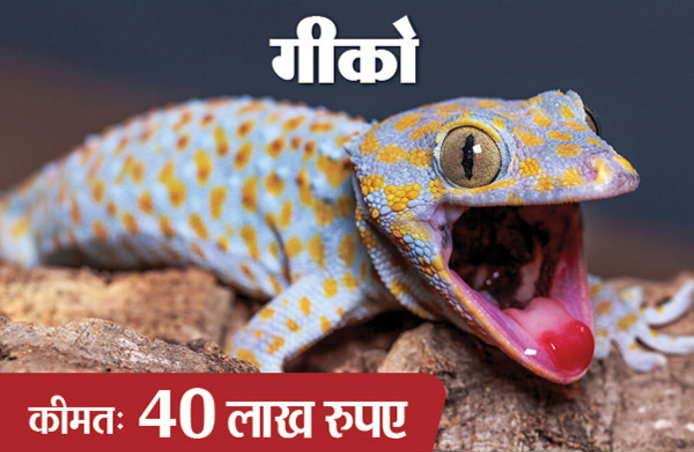gecko lizard,weird story ,गीको छिपकली,अजब गजब खबरे