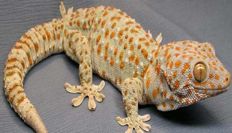 gecko lizard,weird story ,गीको छिपकली,अजब गजब खबरे