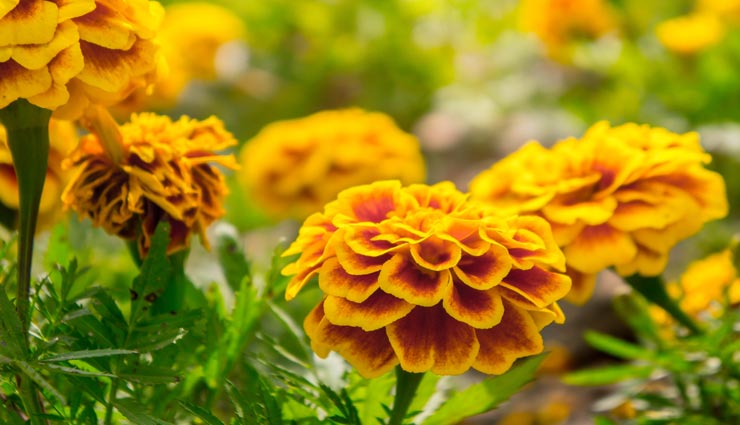 vastu tips in hindi,good luck vastu plants,vastu plants for good fortune