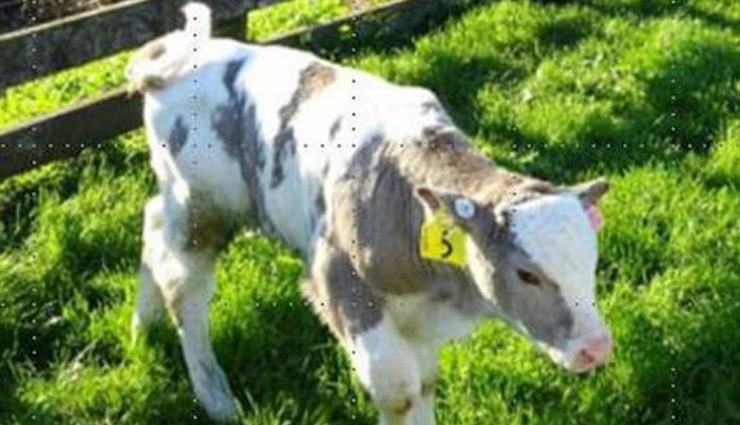 वैज्ञानिकों ने  बनाई जेनेटिकली मोडिफाइड गाय, स्किन पर काले की जगह विकसित किए ग्रे चकत्ते