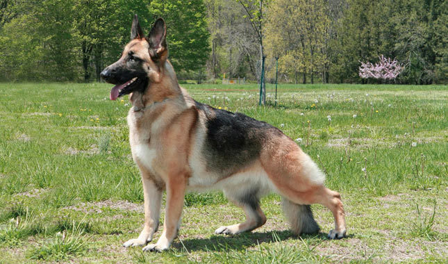 most dangerous dog breeds,dog breeds,dangerous dog breeds,caucasian ovcharka,pitbull,german shepherd,rottweiler,alaskan malamutes