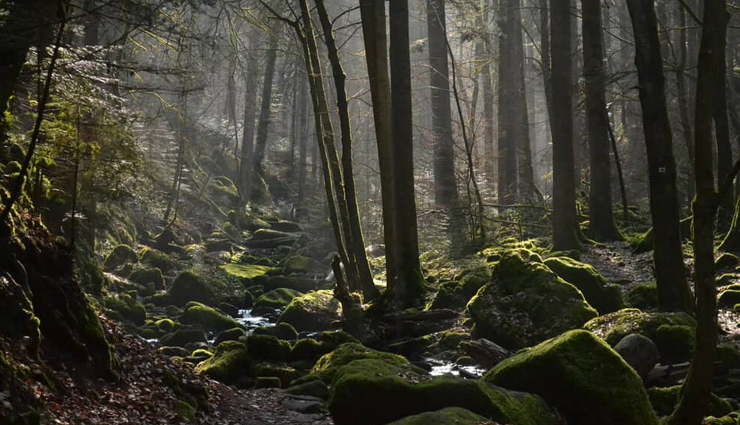 germany,places to visit in germany,rothenburg ob der tauber,black forest,neuschwanstein castle,saar loop,herrenhauser allee,vineyards near heilbronn