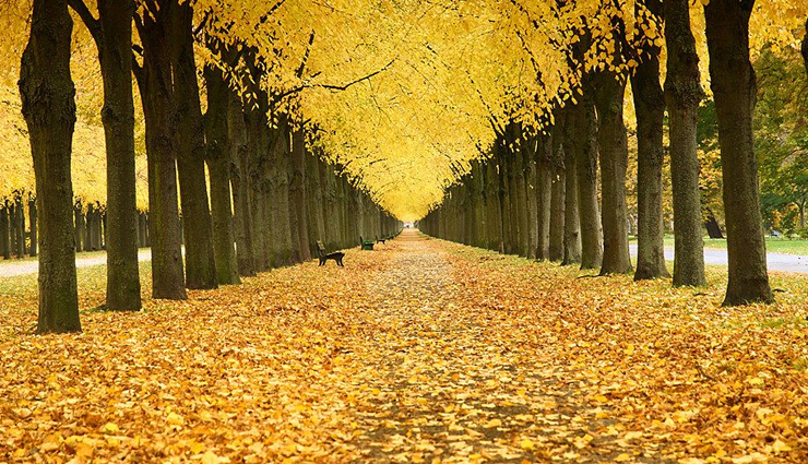 germany,places to visit in germany,rothenburg ob der tauber,black forest,neuschwanstein castle,saar loop,herrenhauser allee,vineyards near heilbronn