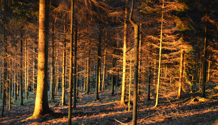 6 Beautiful Places To Visit in Germany's Black Forest