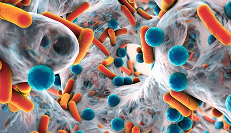 irish moss health benefits,sea moss benefits,health benefits of sea moss,irish moss superfood,benefits of irish moss for skin,irish moss immune system,irish moss digestion,irish moss anti-inflammatory,irish moss vitamins and minerals,irish moss for healthy hair and nails