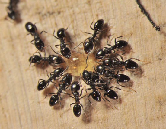 5 Home Remedies To Get Rid of Ants From Home