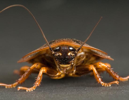 Keeping Cloves in The House Will Help You Get Rid of Cockroaches