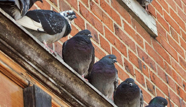 get rid of pigeon from house,household tips