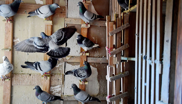 ऑफिस या घर में कबूतरों से है परेशान तो करे ये आसान उपाय, मिलेगा छुटकारा