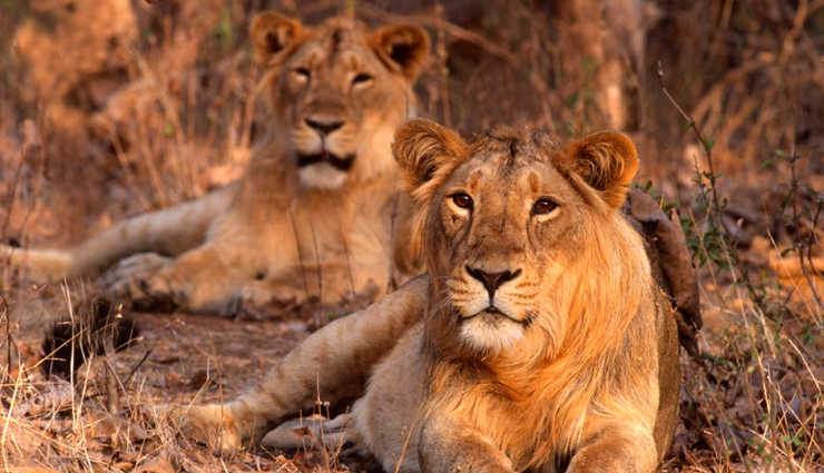 chittorgarh,patan,diu,gir national park,nal sarovar bird sanctuary,weekend getaways,weekend getaways from ahmedabad,ahmedabad