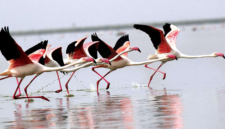 chittorgarh,patan,diu,gir national park,nal sarovar bird sanctuary,weekend getaways,weekend getaways from ahmedabad,ahmedabad