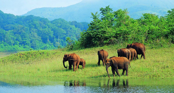 weekend getaways from cochin,cochin,weekend getaways,places to visit near cochin,bhoothathankettu,cheeyappara waterfalls,chendamangalam,kodanad,alleppey,kumarakom,munnar,thekkady,wayanad