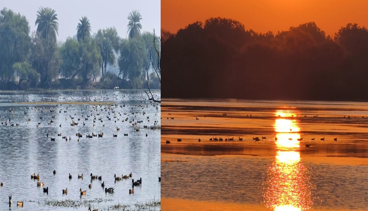 केवलादेव: धीरे-धीरे कम होने लगी प्रवासी पक्षियों की चहचहाहट, अपने वतन को लौटने लगे पक्षी केवलादेव: धीरे-धीरे कम होने लगी प्रवासी पक्षियों की चहचहाहट, अपने वतन को लौटने लगे पक्षी