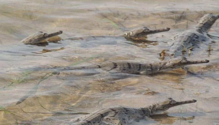 शायद ही कहीं दिखा होगा लॉकडाउन का ऐसा असर, देखने वाले सभी हैरान weird news,weird incident,lockdown effect,gharial in chambal