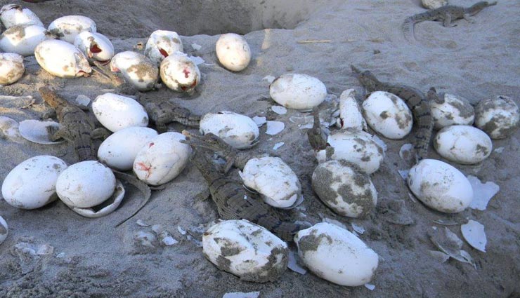 शायद ही कहीं दिखा होगा लॉकडाउन का ऐसा असर, देखने वाले सभी हैरान weird news,weird incident,lockdown effect,gharial in chambal