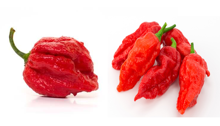 know your pepper and its hotness,different kinds of pepper,mirch and its types,food ingredient,types of pepper and how hot they may taste,know the pepper by its shape,bell pepper,cherry pepper,anaheim pepper,jalapeno pepper,serrano pepper,cayenne pepper,tabasco pepper,thai pepper,rocoto pepper,habanero chili pepper,ghost pepper,carolina reaper