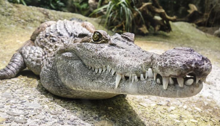 weird news,weird crocodile,giant dangerous crocodile,crocodile hunted dinosaurs ,अनोखी खबर, अनोखे मगरमच्छ, विशालकाय और खतरनाक मगरमच्छ, डायनासोर को मारने वाले मगरमच्छ