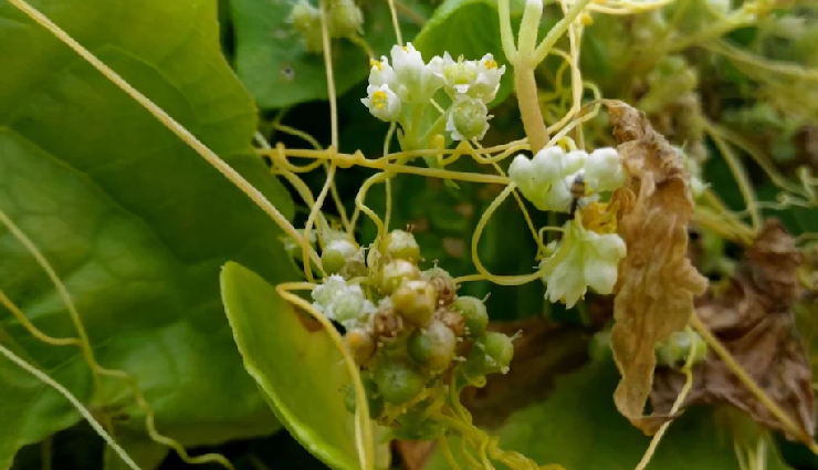 hair loss prevention herbs,herbs for promoting hair growth,natural remedies for hair loss,herbal solutions for hair health,ayurvedic herbs for hair care,henna benefits for hair,wild basil for hair loss treatment,shikakai hair cleansing benefits,amla for healthy hair growth,rosemary for hair growth stimulation,ginkgo biloba for scalp circulation,hibiscus for scalp and hair nourishment,ginseng for hair strengthening,aloe vera for scalp health,giant dodder benefits for hair,false daisy (bhringraj) for hair growth,herbal remedies for alopecia,natural hair care with herbs,effective herbs for combating hair thinning,ayurvedic herbs for hair regrowth