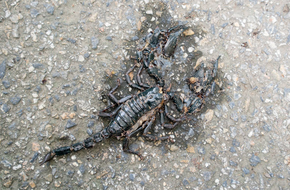 indian red scorpion,indian black scorpion,giant forest scorpion,fattail scorpion,euscorpiops asthenurus,dangerous specious of scorpions,scorpions found in india,scorpions