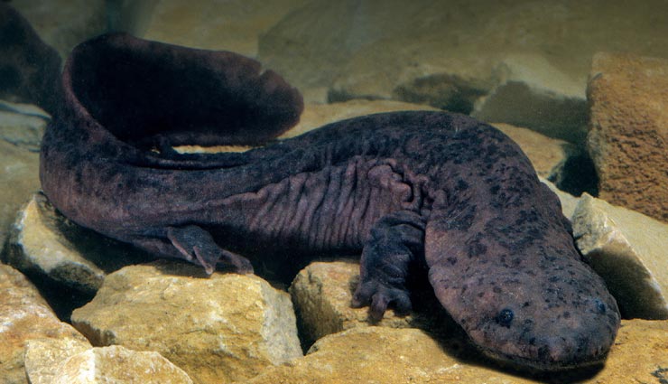weird news,weird creature,chinese giant salamander ,अनोखी खबर, अनोखा जीव, दुर्लभ जीव, चाइनीज जायंट सैलामैंडर