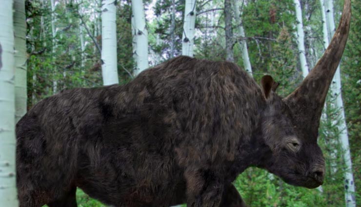 one-horned giant rhinoceros,extinct species of rhino,extinct species of animals,animals
