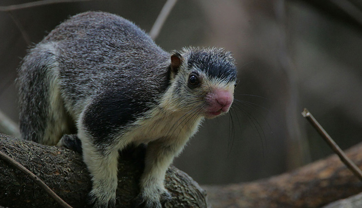 giant species of squirrels,types of squirrels found in india,india,indian giant squirrel,black giant squirrel,grizzled giant squirrel,indian giant flying squirrel,namdapha flying squirrel