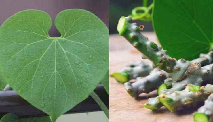 Health tips,health tips in hindi,giloy health benefits,immunity booster