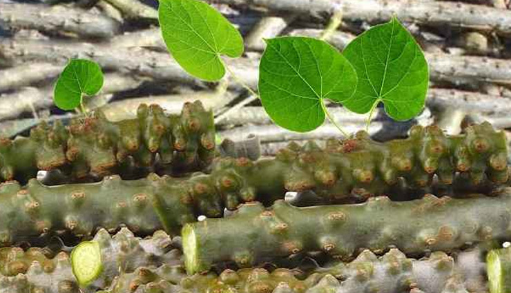 giloy,giloy benefits,health benefits giloy,Health tips