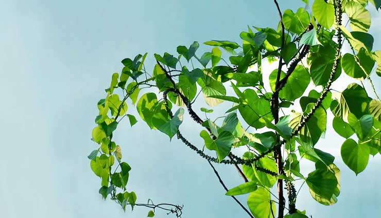 10 Amazing Health Benefits of Giloy