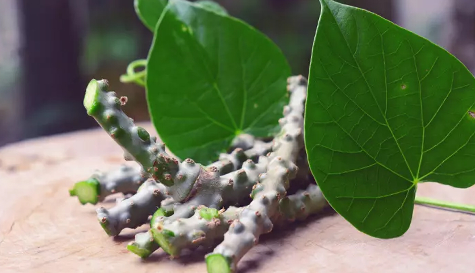 8 DIY Ways to Use Giloy for Skin and Hair