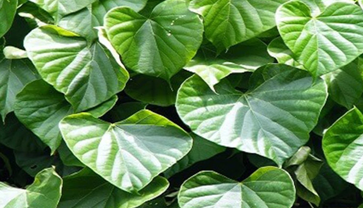 जाने कैसे गिलोय का सेवन रख सकता है आपको कोरोना वायरस से बचाकर