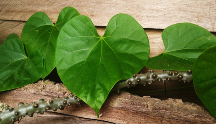 giloy,giloy leaf,giloy juice,immunity,immunity booster,giloy benefits,giloy disadvantages,coronavirus,infection,covid-19,Health,health benefits
